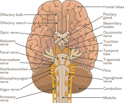 脳の底面　Base of the brain