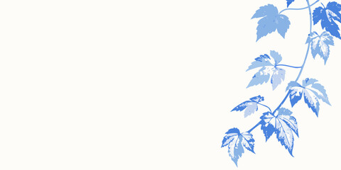 Delicate blue vine with leaves cascades down a white background © BasobiBala