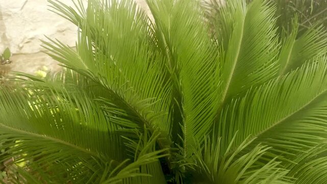 Cycas revoluta, also known as sago cycad, swaying in the wind, ornamental plant with fibrous trunk, Mediterranean garden setting