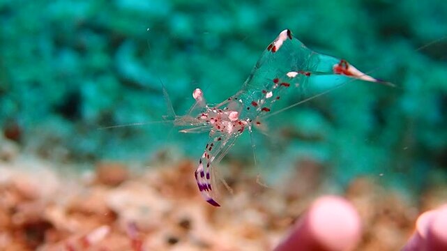 Holthuis cleaner shrimp hovering and moving legs