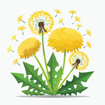 Vibrant dandelion flowers with green leaves isolated on white background