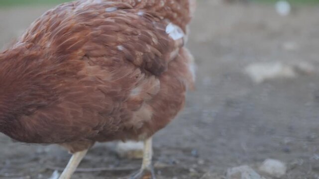 Charming chickens explore the farmyard in the golden afternoon light