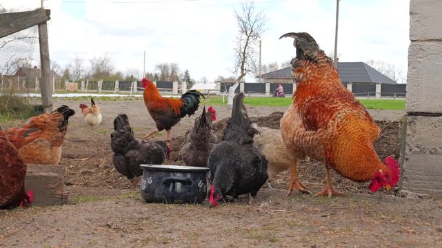 Group of domestic chickens and a rooster gathering around a vintage pot in a rural yard