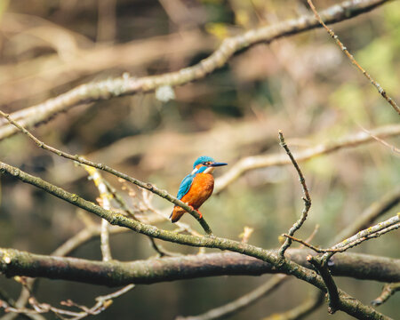 Male Kingfisher, Alcedo Atthis, perched on a branch and unsuccessfully fishing, Clara Vale Country Park, Gateshead.
