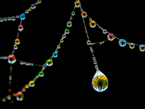 Macro shot of water droplets on a spider web against black background. Nature photography and delicate texture.