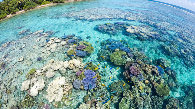 Colorful coral reef with tropical fish, clear turquoise water, shallow lagoon, palm fringed shoreline, vibrant underwater ecosystem flourishing with plate coral and scattered bommie formations