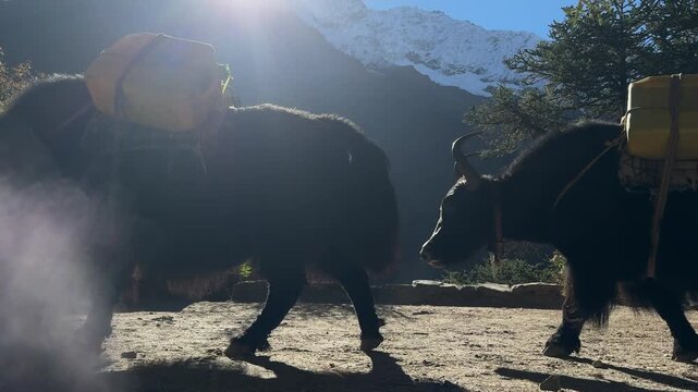 Slow motion yaks carrying loads walking in the Himalayas of Nepal with strong sunlight and lens flare. Traditional transport, mountain life, adventure, travel, nature, cinematic scene