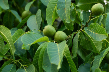 Fototapeta premium Green unripe common walnuts growing on tree branch among vibrant leaves, symbolizing fresh seasonal harvest and natural growth