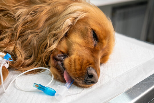 Sedated cocker spaniel dog with intravenous catheter lying on veterinary table, anesthesia and animal treatment concept