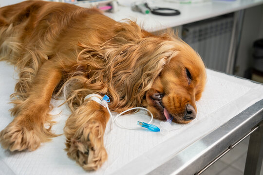 Cocker spaniel dog lying on a surgical table after an operation, with an intravenous catheter providing medication during the recovery process at a veterinary hospital