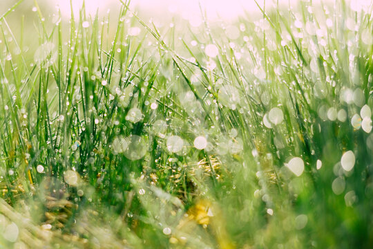 Water drops on green grass leaves close-up in sunlight. Selective focus. Nature background.
