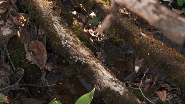 小さな川に横たわる倒木と苔の俯瞰