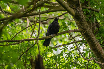 Fototapeta premium Carrion crow (Corvus corone) perched on tree branch in green forest canopy, detailed black plumage and natural habitat, ideal for wildlife, nature, and birdwatching themes.