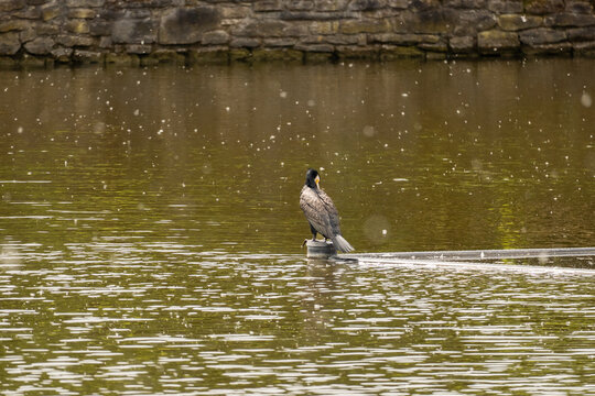 Phalacrocorax carbo resting on pipe in pond, aquatic wildlife scene with textured water surface