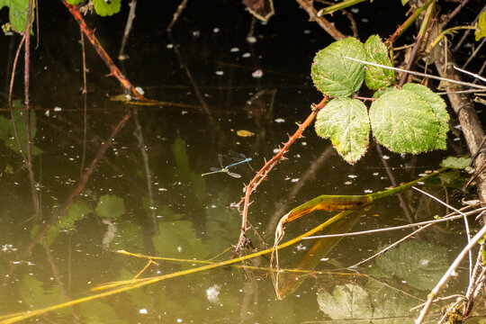 Pair of damselflies (Zygoptera) mating in tandem flight above pond, delicate wings and vivid glue and green colors, natural wetland scene ideal for wildlife and reproduction concepts.