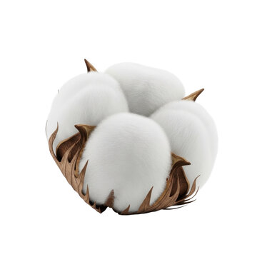 Plump cotton boll with fluffy white fibers