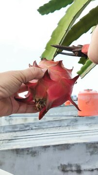 Traditional asian farmer handpicking or harvesting mature exotic dragon fruit on farm