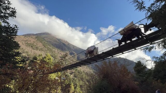 Yaks crossing a suspension bridge in the Himalayan mountains of Nepal. Scenic travel landscape with pack animals, traditional transport, nature, adventure, and peaceful mountain atmosphere