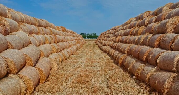 Symmetrical stacks of golden round hay bales in an agricultural field after summer harvest