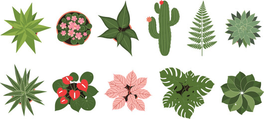 Botanical plant illustration, tropical foliage, cactus flowers, fern leaf, succulent rosette, monstera leaves, decorative nature design, garden ecology artwork, diversity © MDMORSALIN