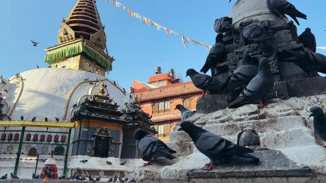 Slow motion pigeons flying and resting around a Buddhist stupa in Kathmandu, Nepal. Peaceful spiritual atmosphere, urban wildlife, travel, meditation, culture, calm background scene