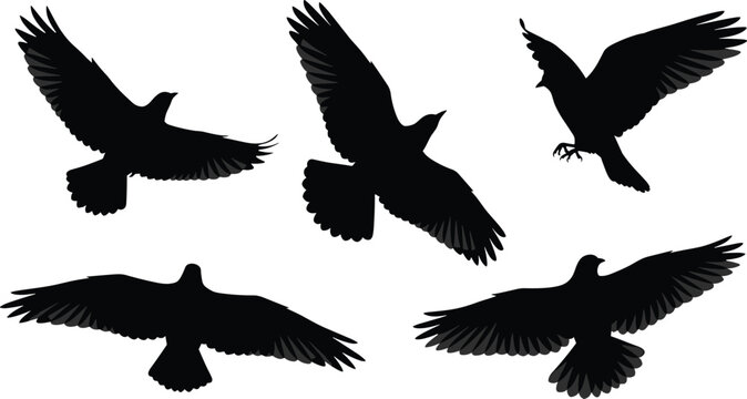 Bird silhouette flying, raven crow flock, dynamic wing motion, wildlife icon, freedom symbol, nature illustration, black vector art, animal design
