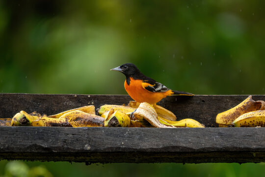 Baltimore Oriole