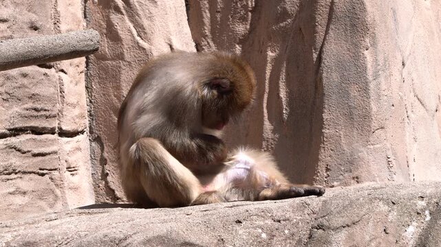 A male monkey (Macaca fuscata) is grooming itself.
