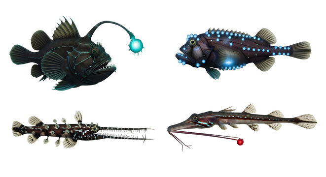 Deep Sea Creatures Anglerfish Fangtooth Sawtooth Dragonfish