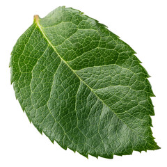 Fototapeta premium Rose leaves, isolated, full depth of field