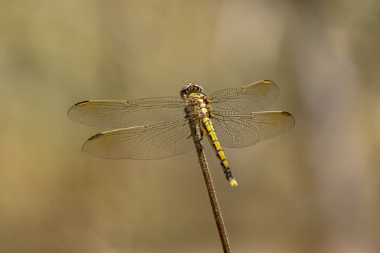 A dragonfly resting, but every detail still in fligh