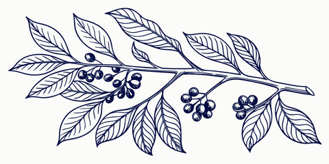 A botanical illustration of a coffee branch with berries and leaves © Liton