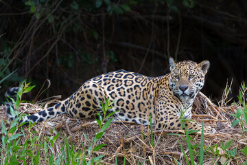 Fototapeta premium Jaguar (Panthera onca) looking for food in the wetlands of the Northern Pantanal in Mata Grosso in Brazil