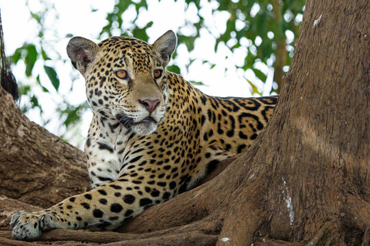 Jaguar (Panthera onca) looking for food in the wetlands of the Northern Pantanal in Mata Grosso in Brazil