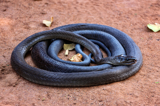Venomous Black Mamba Slithering on Ground crawling across a sandy surface near a tree.