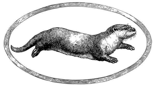 An engraved otter in a decorative oval frame, depicted swimming or diving