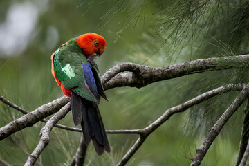 King parrot perched on tree branch with soft green background, Australia © Sirvan