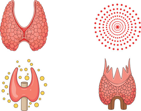 Thyroid Gland Medical Illustration Set Showing Anatomy, Hormone Activity, and Disease Conditions for Healthcare Education, Endocrinology Concepts, and Scientific Design Projects