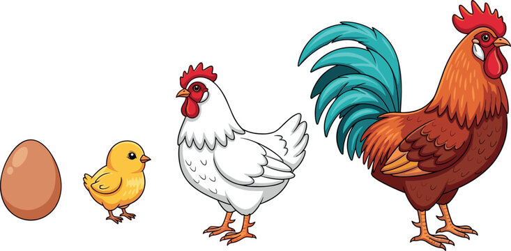 Chicken life cycle stages from brown egg to small yellow chick white hen and adult colorful rooster isolated on white background vector
