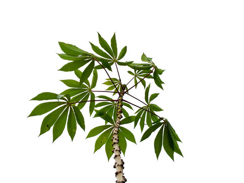 Young Cassava plant (Manihot esculenta) with green palmate leaves isolated on white background.
