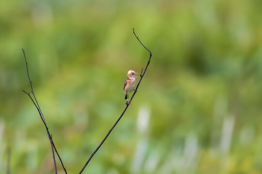 Golden-headed cisticola (Cisticola exilis) at Manas National Park, Assam, India
