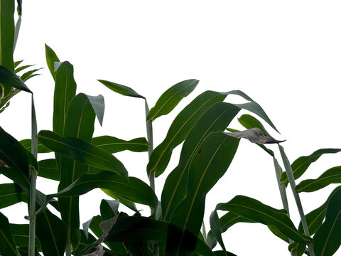 Close up of fresh green corn leaves (Zea mays) stalks reaching upward on a white background.