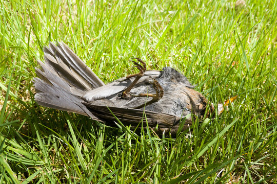 Amsel (Turdus merula) oder Schwarzdrossel