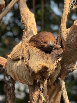 Two-toed sloth resting on a tree branch