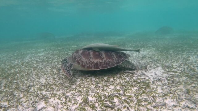 The green sea turtle (Chelonia mydas) with cleane fish is greazing on seagrass. Green sea turtles have a variety of parasites including barnacles, leeches, protozoans, cestodes, and nematodes.