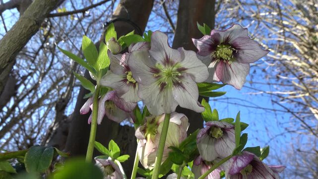 Rosa Schneerose Helleborus niger), Nordrhein-Westfalen, Deutschland