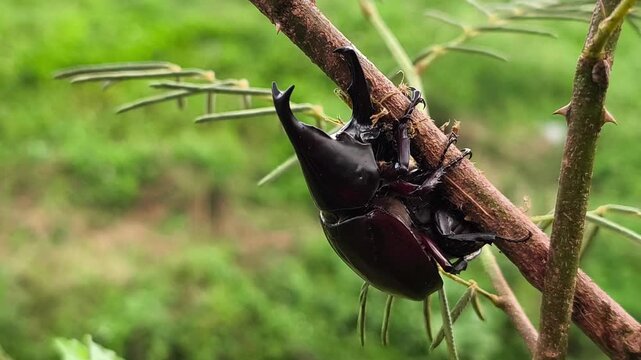Close-up of two glossy rhinoceros beetles clinging tightly to thorny branch in natural green background