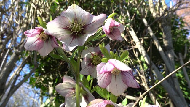 Rosa Schneerose Helleborus niger), Nordrhein-Westfalen, Deutschland