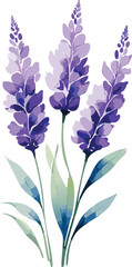 Modern watercolor painting of lavender flower field, purple floral botanical simple minimalist illustration decorative graphic design art element, hand painted digital drawing simple minimalist vector © Steven
