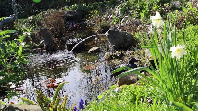 Wasser speiender Frosch aus Stein am Gartenteich, Nordrhein-Westfalen, Deutschland